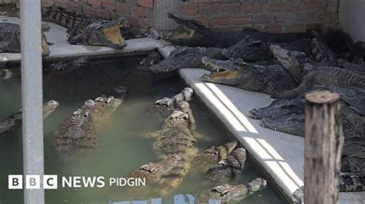 2-year-old girl eaten alive by crocodiles after falling into pit