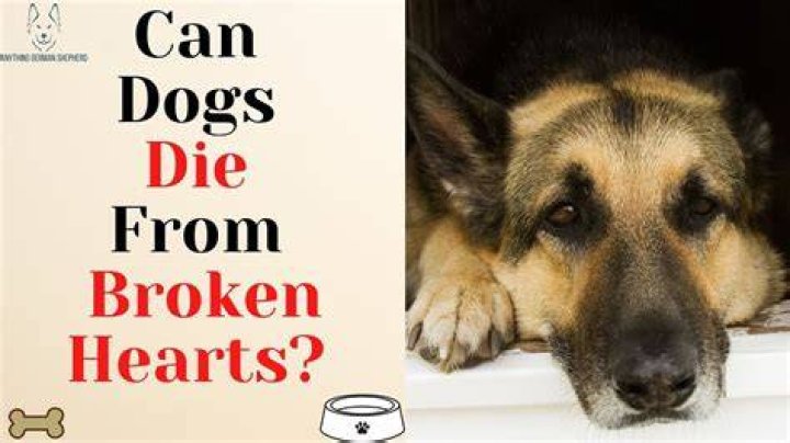 Abandoned dog dies of a broken heart