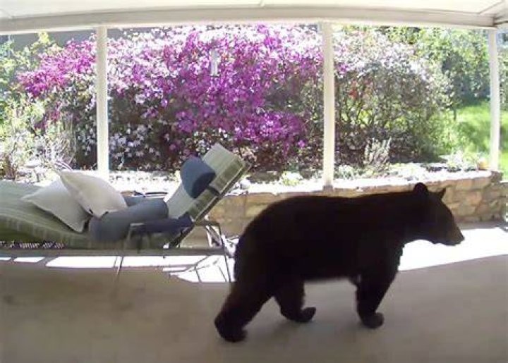 Bear stuns man on patio in video: 'Eyeballs got a stretch'