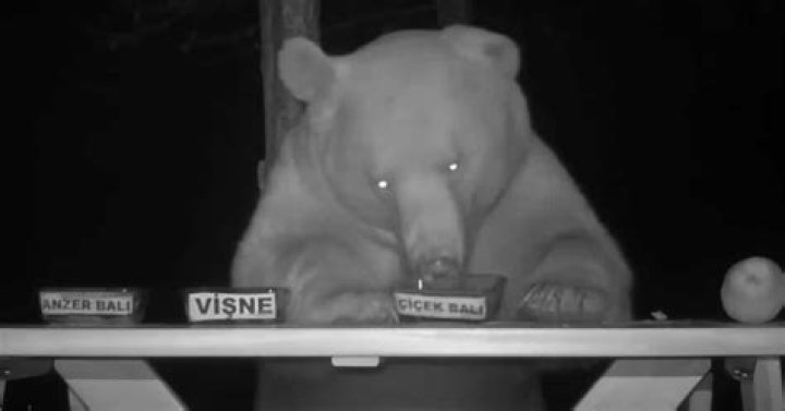 Beekeeper turns honey-stealing bears into taste testers