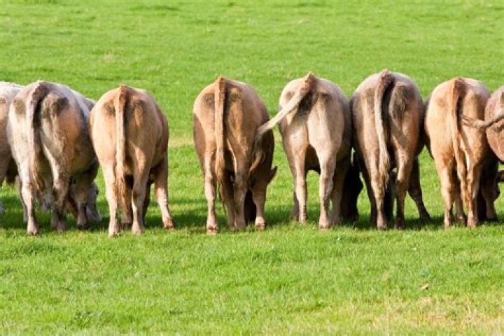 California regulates cow farts