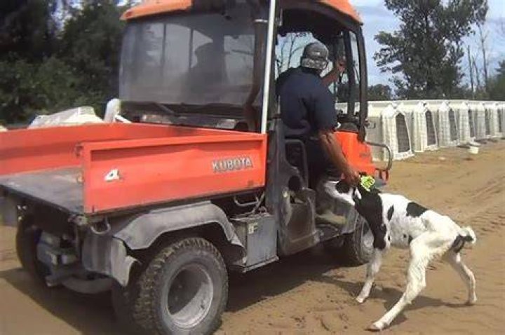 Chilling footage shows calves brutalized at Fair Oaks Farms