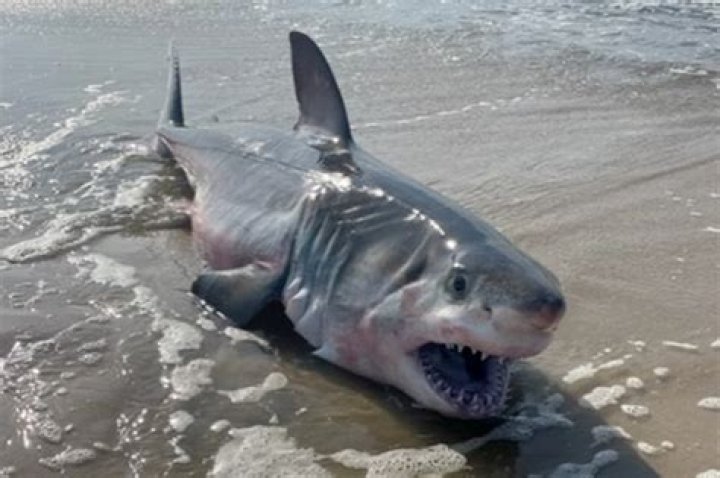 Dead great white shark washes up on Long Island beach