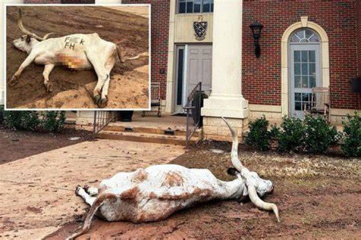 Dead longhorn shocks Oklahoma State ahead of Texas showdown