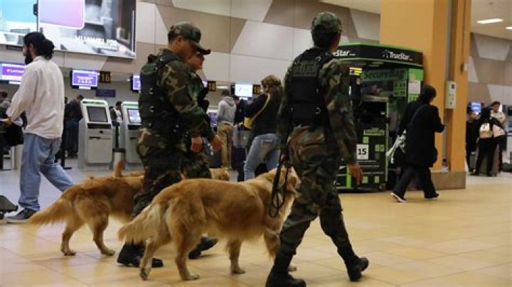Dogs can be trained to sniff out malaria