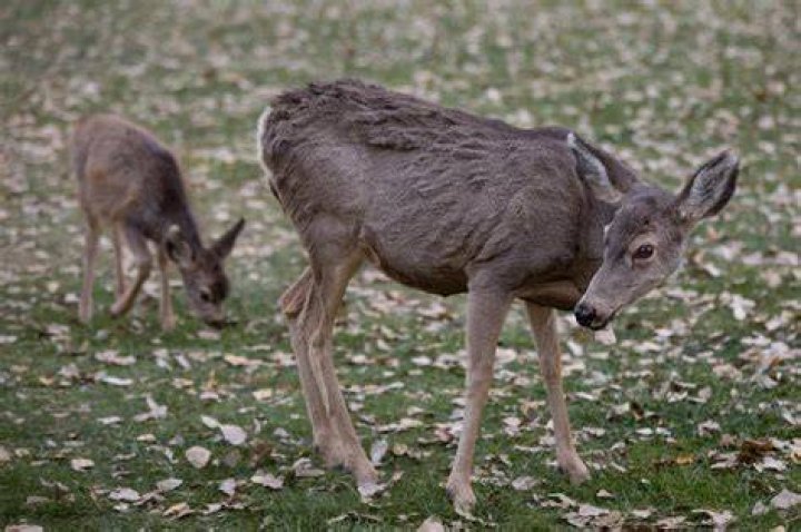 Eating ‘zombie’ deer meat is safe, researchers say