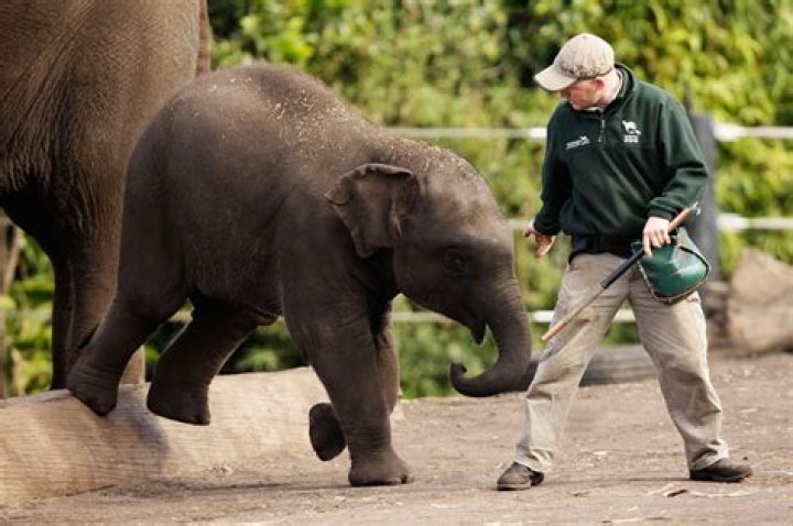 Humans are fatter than elephants, according to science