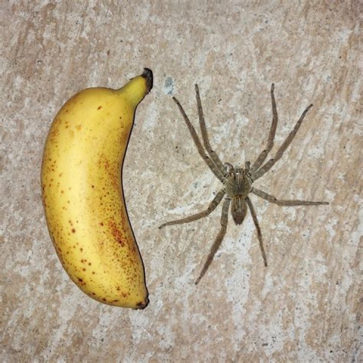 Man shocked by massive spider hiding in banana: 'Fright of my life'