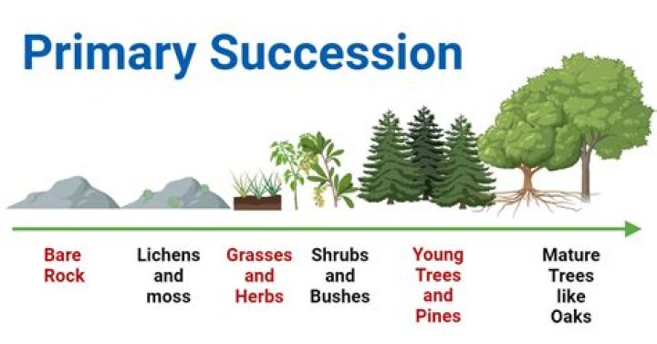 Master classes at Primary Stages