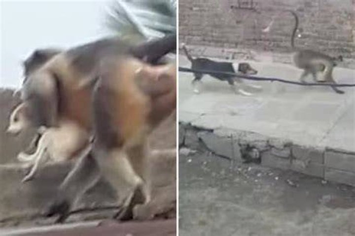 Monkeys who killed 250 dogs for revenge captured in India