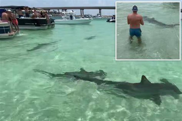 Netflix film crew attacked by sharks near Hawaii