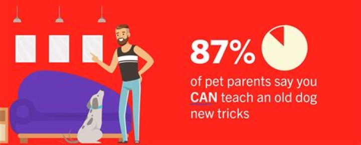 Pets can get smarter with age — even if you do not