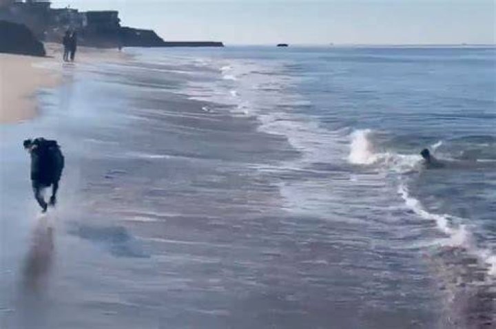 Video of seal and dog playing fetch together goes viral