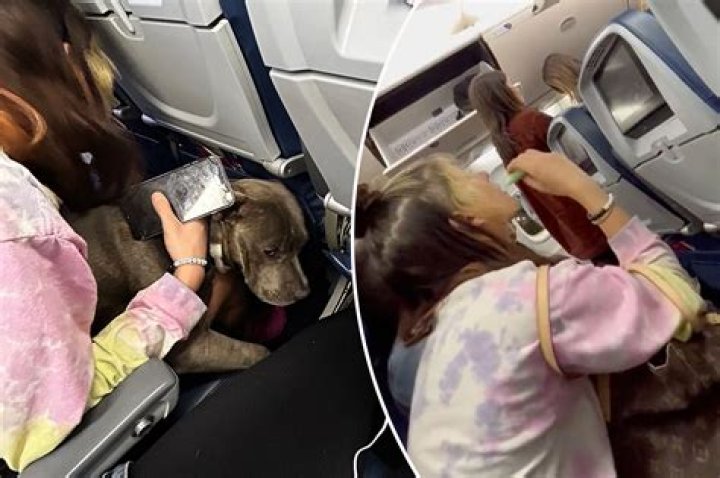 Woman sat next to 50-pound dog, vaping woman on Delta flight